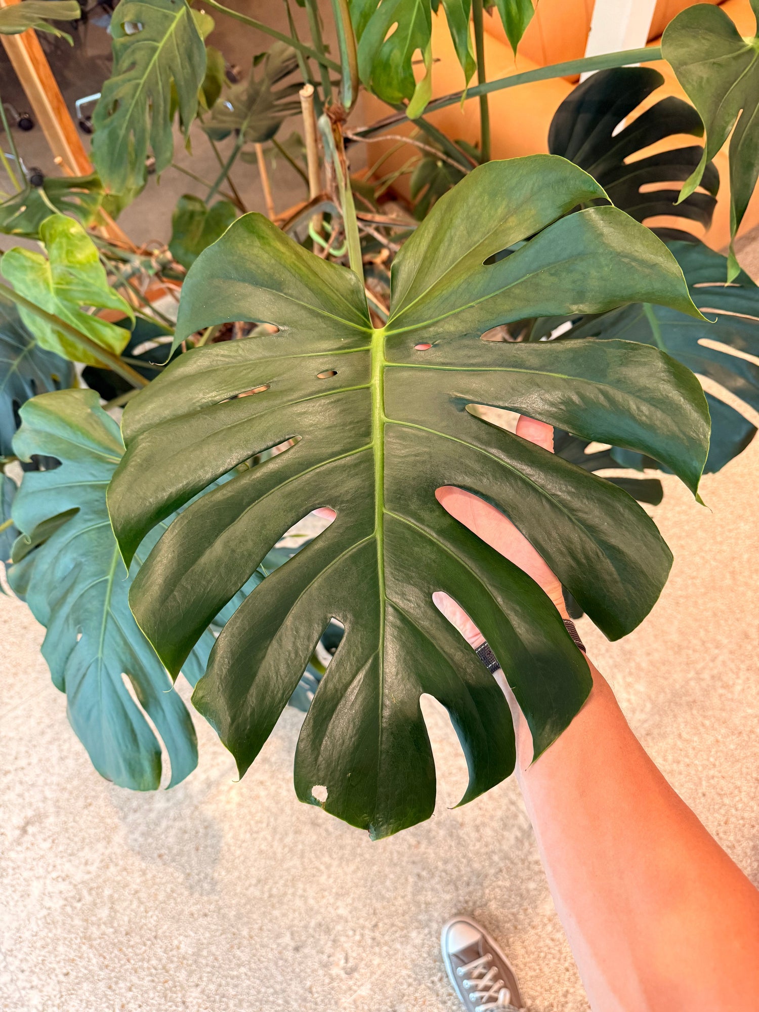 TIPS TO CARE(A) FOR A MONSTERA FROM HOWLER HQ’S PLANT SPECIALIST