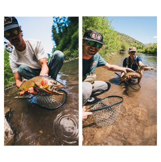 Side by side image