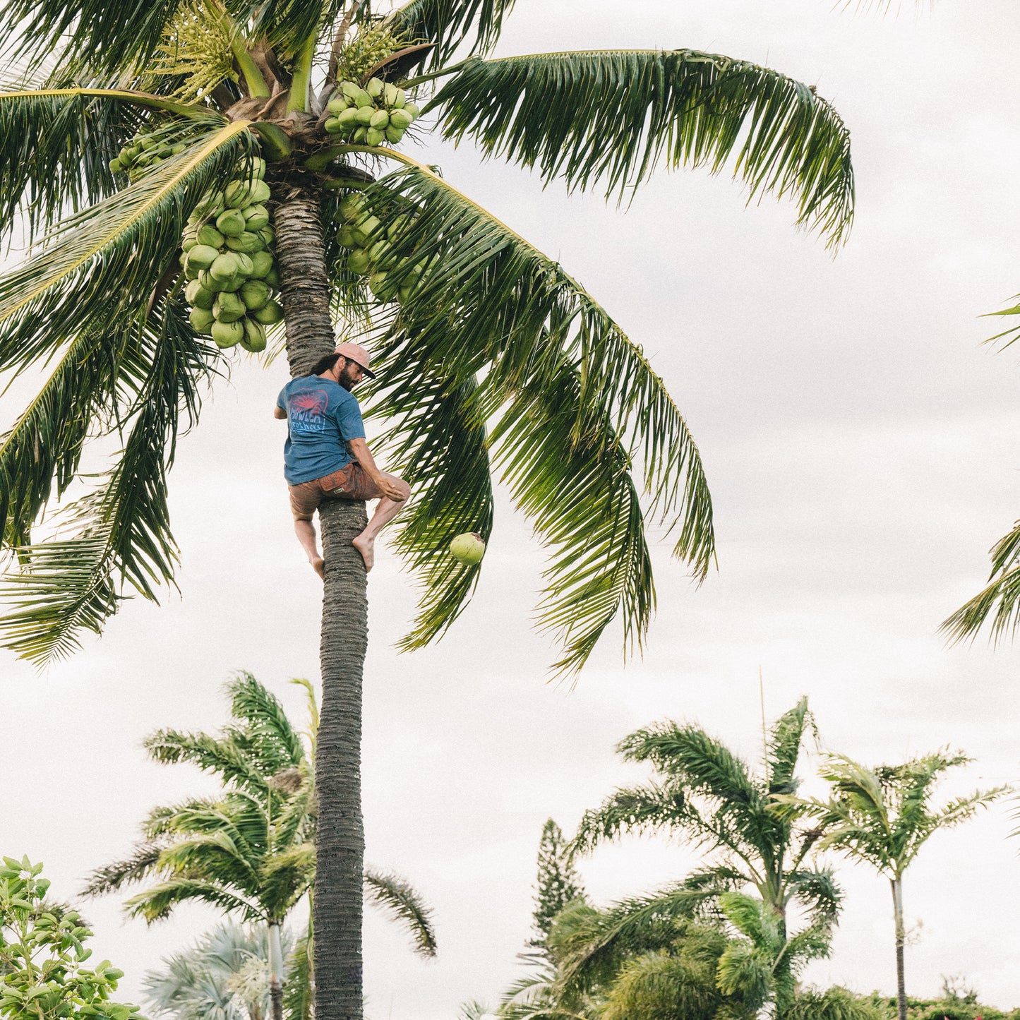 A person in a resin-washed, blue cotton t-shirt and cap climbs a tall palm tree, reaching for coconuts. Several other palm trees and plants are visible in the background under a cloudy sky. - View 2