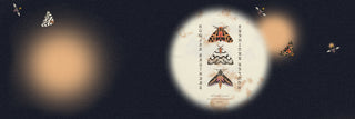 Triple Moth